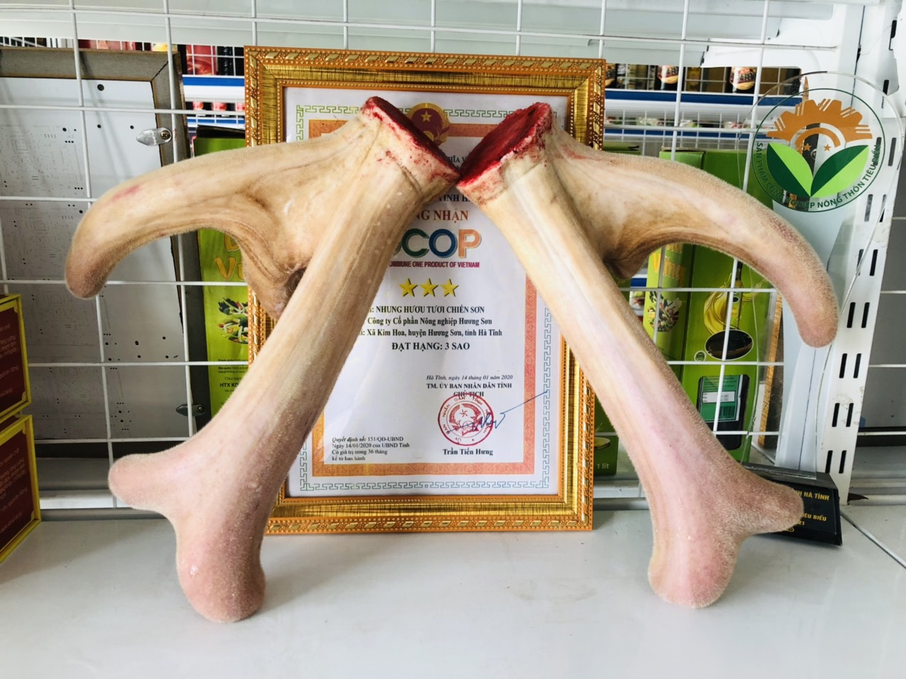 Nhung Hươu Tươi Chiến Sơn