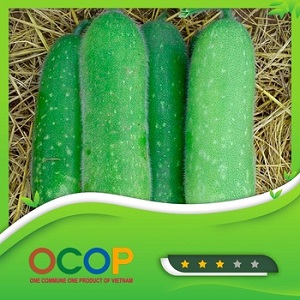 Bí xanh đặc ruột Tượng Sơn