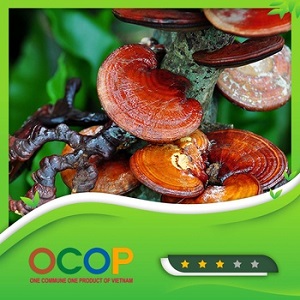 Nấm linh chi Phú Cường Đạt