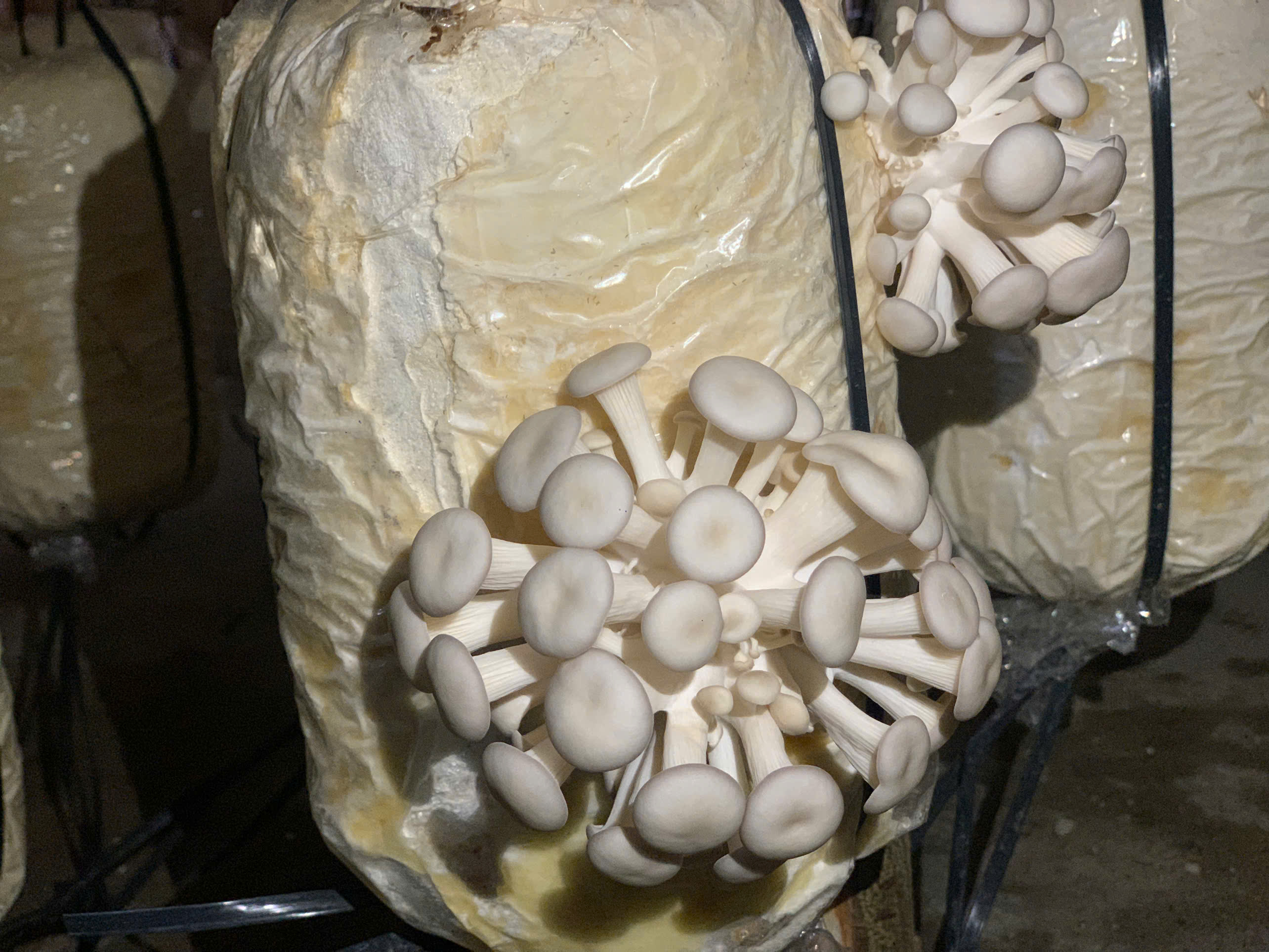 Nấm Bào Ngư Nam Anh